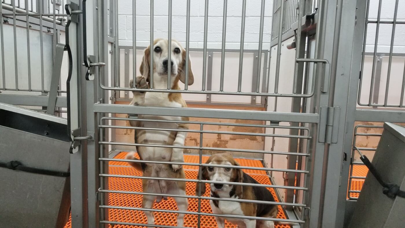 Beagle behind mesh at Envigo