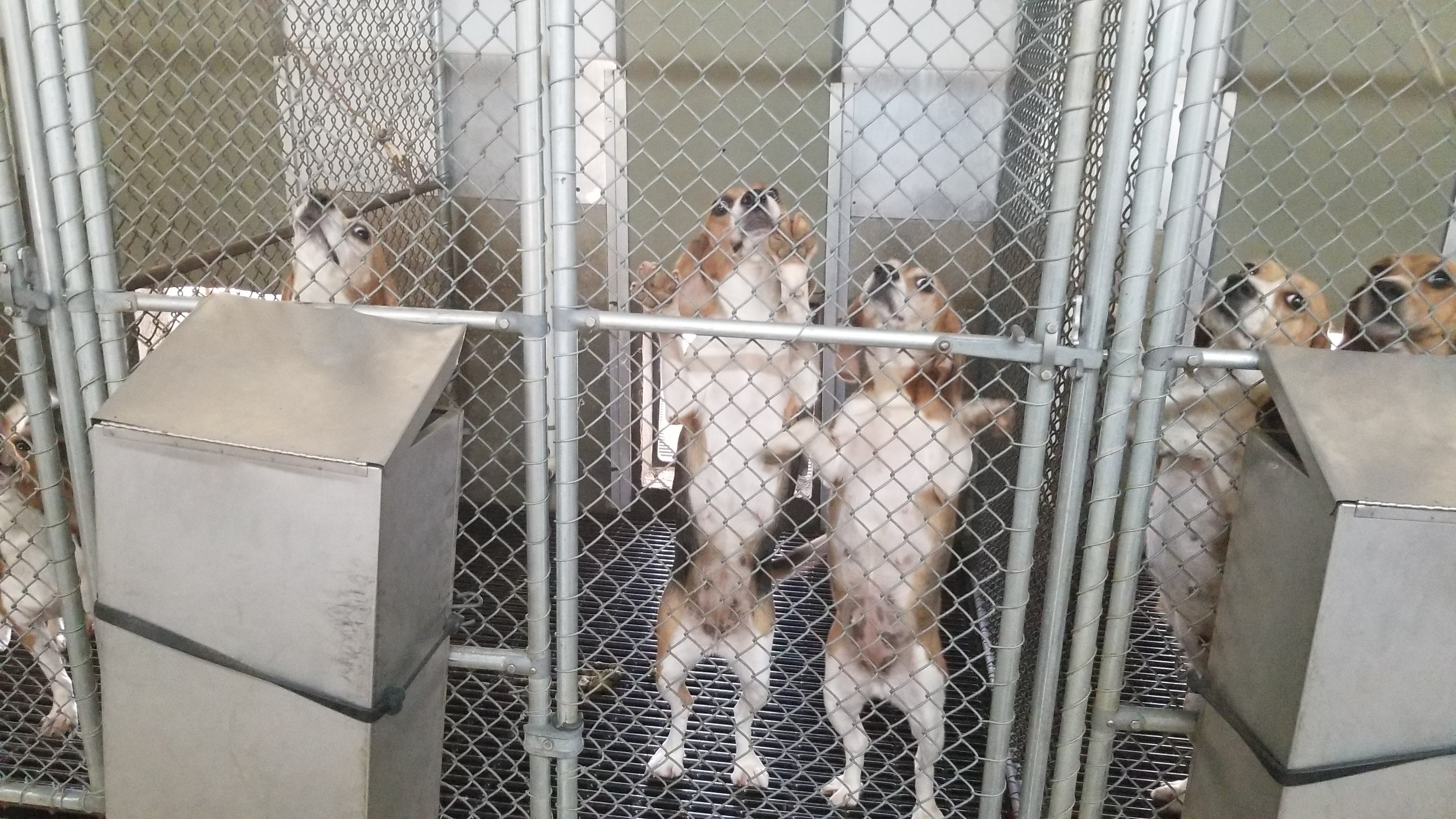 Beagles in Envigo kennels