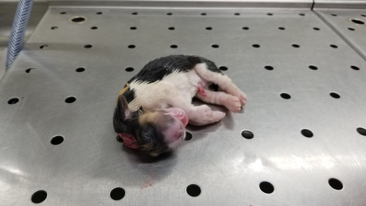 Beagle in Envigo cage