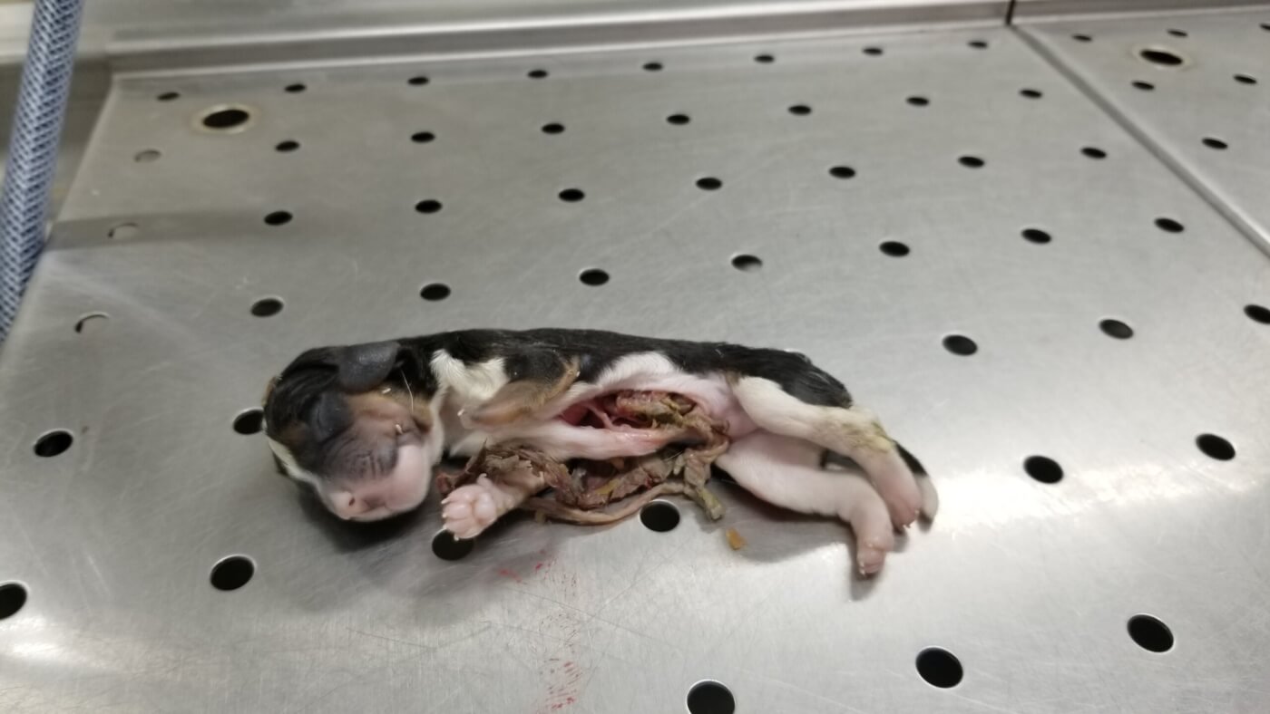 Envigo facility interior