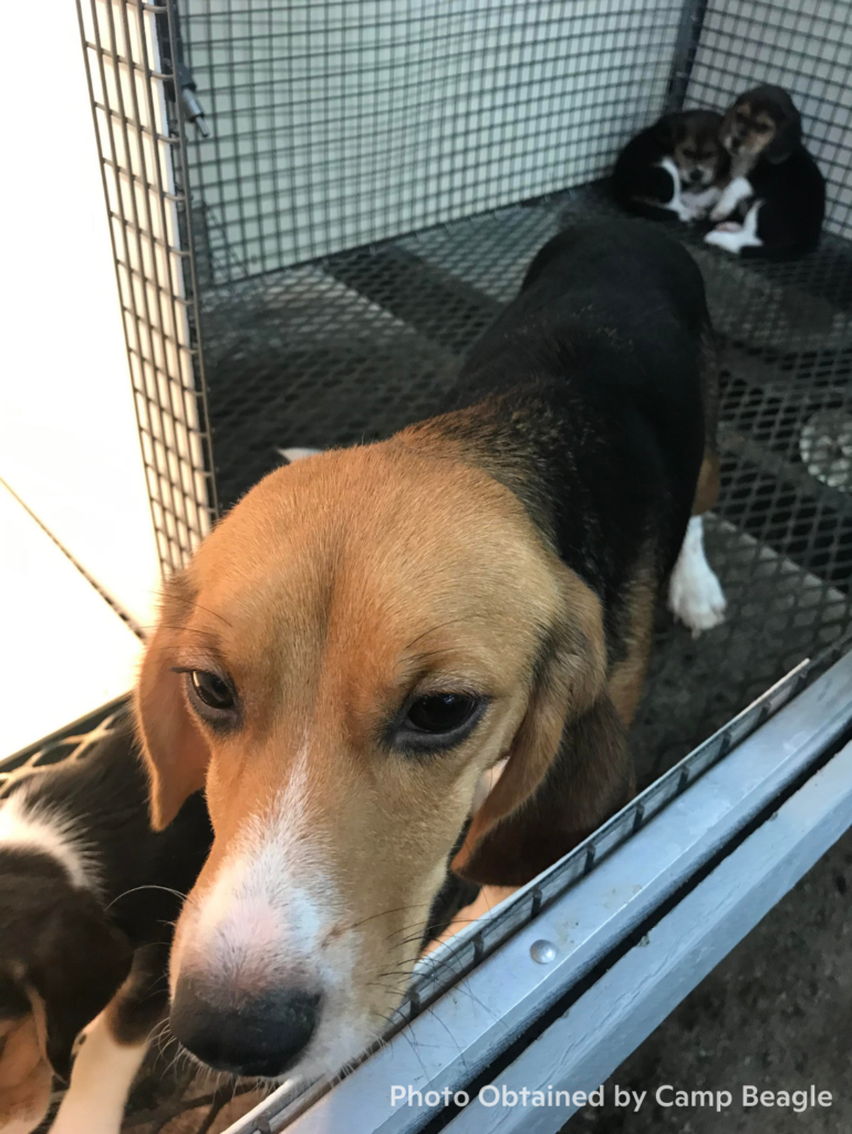 Long corridor of kennel rows