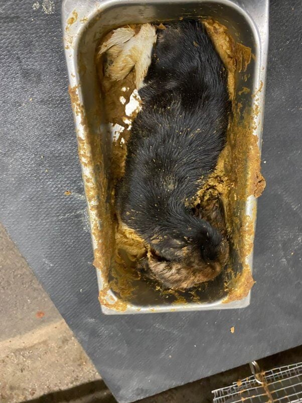 Dead puppy in soiled bin