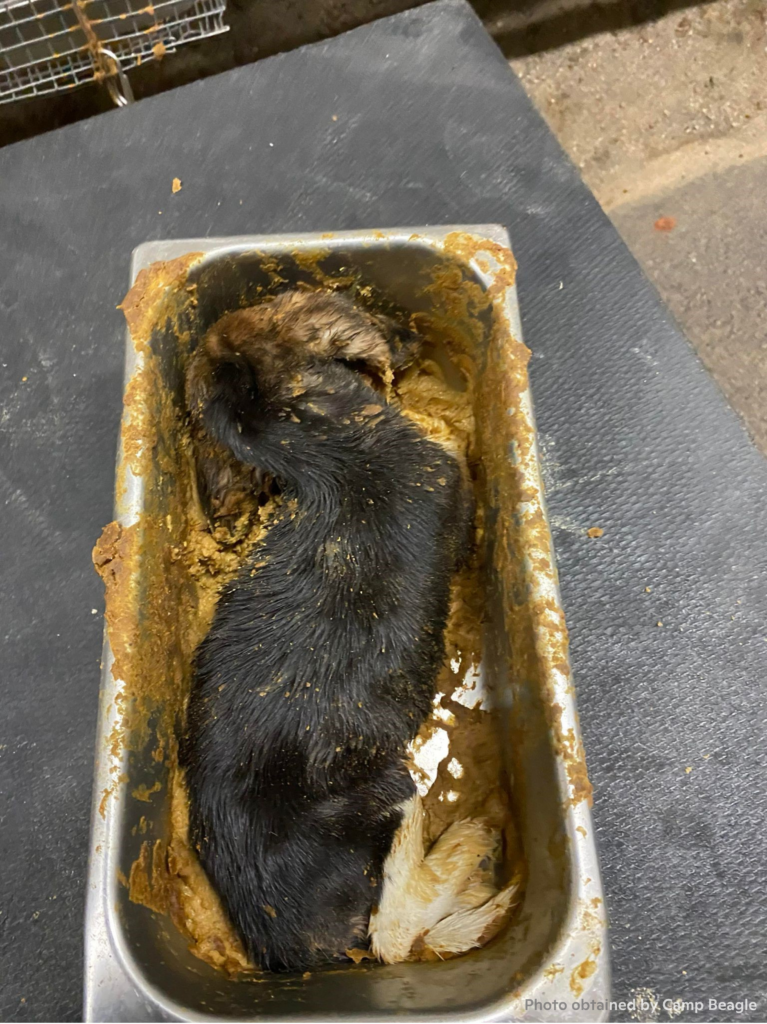 Dead puppy in food container