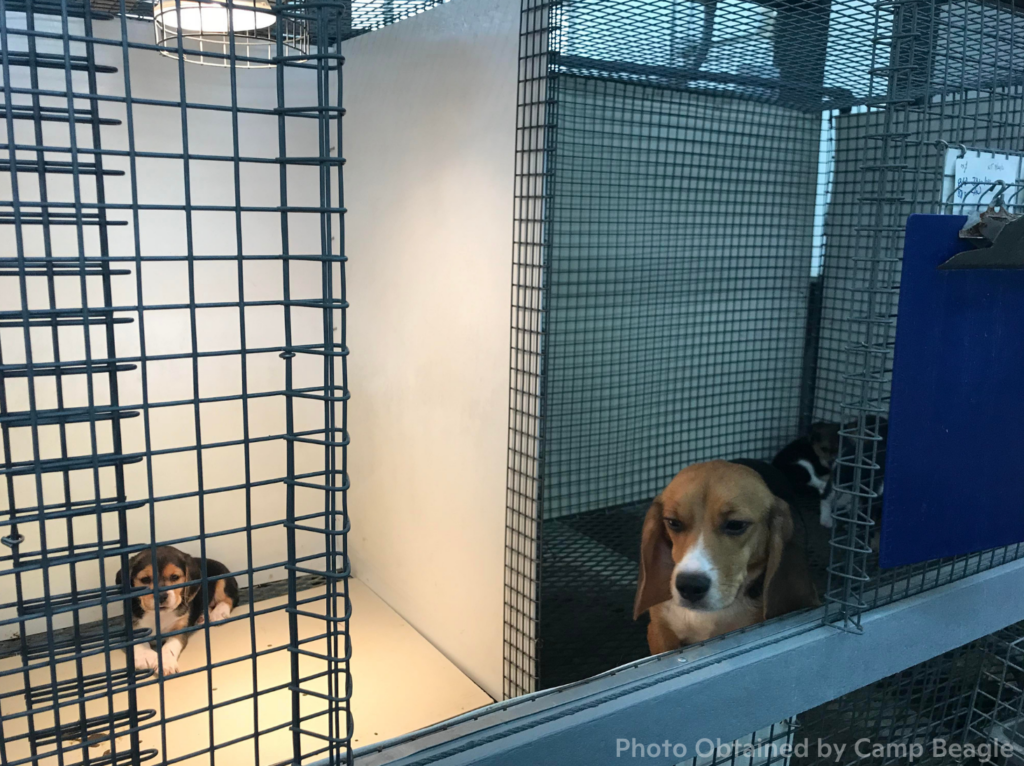 Dense rows of wire kennels inside Marshall
