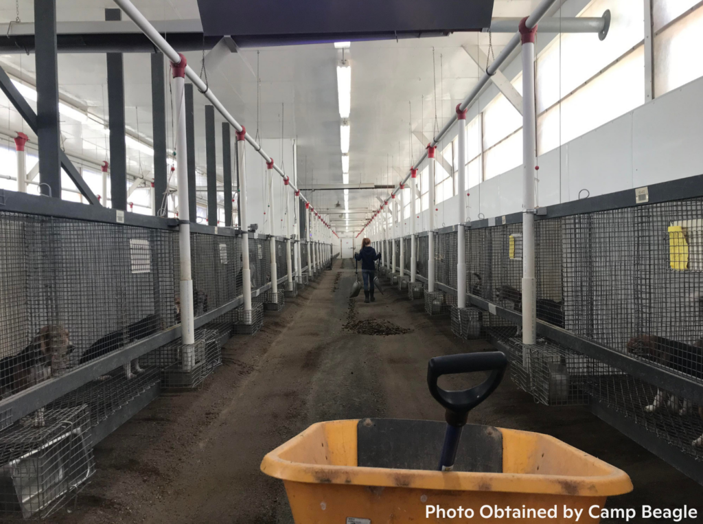 Beagles in elevated wire cages