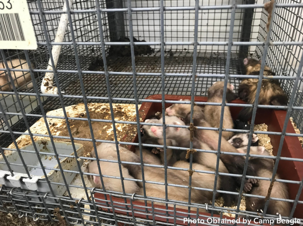 Mother beagle with puppies in cage