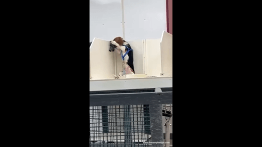 Beagle with inhalation mask close-up