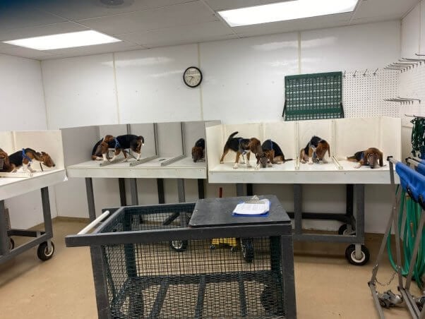 Multiple beagles with inhalation masks