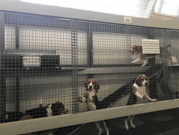 Beagles in kennels at Marshall